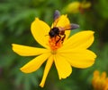 A honeybee on a yellow Yellow flower.