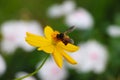 A honeybee on a yellow Yellow flower.