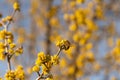 Honeybee on yellow flowers of Cornelian cherry dogwood Royalty Free Stock Photo