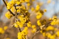 Honeybee on yellow flowers of Cornelian cherry dogwood Royalty Free Stock Photo