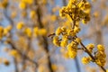 Honeybee on yellow flowers of Cornelian cherry dogwood blossom Royalty Free Stock Photo