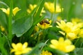 Honeybee on the yellow flowers in the summer garden, side view