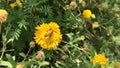 Honeybee on a Yellow marigold flower