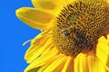 Honeybee on yellow sunflower