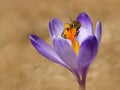 Honeybees Apis mellifera, bees in the crocuses in the spring