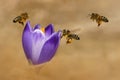 Honeybees Apis mellifera, bees flying over the crocuses in the spring on a mountain meadow in the Tatra Mountains