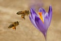 Honeybees Apis mellifera, bees flying over the crocuses