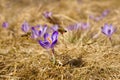 Honeybees Apis mellifera, bees flying over the crocuses in the spring