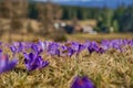 Honeybees Apis mellifera, bees flying over the crocuses in the spring