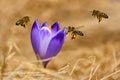 Honeybees Apis mellifera, bees flying over the crocuses in the spring