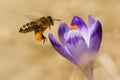 Honeybees Apis mellifera, bees flying over the crocuses in the spring