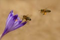 Honeybees Apis mellifera, bees flying over the crocuses in the spring