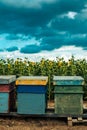 Honeybees and beehives in sunflower field