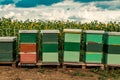 Honeybees and beehives in sunflower field