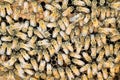 Honeybees on brood comb background