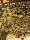Apis Mellifera filling comb cells with nectar and pollen. Beekeeping