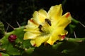 Honeybees on a cactus bloom. Royalty Free Stock Photo