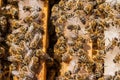 Honeybees Royalty Free Stock Photo