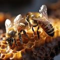 Honeybees Collecting Nectar on Honeycomb in the Hive