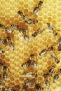 Honeybees on a comb Royalty Free Stock Photo