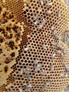 A honeybees comb