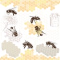 Honeybees on a comb Royalty Free Stock Photo