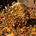 Honeybees on comb