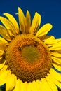 Honeybees Crawl Across Face of Sunflower Gathering Pollen