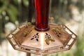 Honeybees at feeder