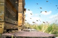 Honeybees fly and leave their beehive on a forest meadow in summer