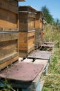 Honeybees fly and leave their beehive on a meadow in summer