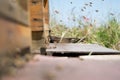 Honeybees fly and leave their beehive on a meadow in summer