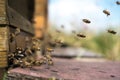 Honeybees fly and leave their beehive on a meadow in summer