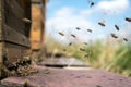 Honeybees fly and leave their beehive on a meadow in summer