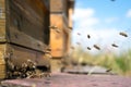 Honeybees fly and leave their beehive on a meadow in summer