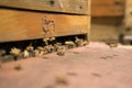 Honeybees fly and leave their beehive in summer