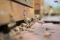 Honeybees fly and leave their beehive in summer