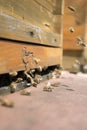 Honeybees fly and leave their beehive in summer