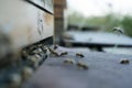 Honeybees fly and leave their beehive in summer