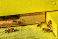 Honeybees Flying In and Out of Yellow Bee Hive