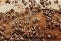 Honeybees in a Hive