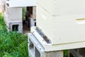 Honeybees at Hive