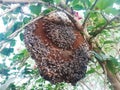 Honeybees in honey comb on hibiscus tree