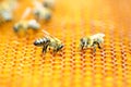 Honeybees in honeycomb Royalty Free Stock Photo