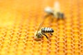 Honeybees in honeycomb Royalty Free Stock Photo
