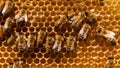 Honeybees on Honeycomb