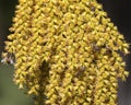 Honeybees on palm tree blossoms