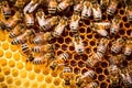 honeybees passing pollen to each other in the hive