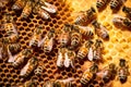 honeybees passing pollen to each other in the hive