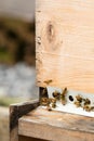 Honeybees with pollen return to hive